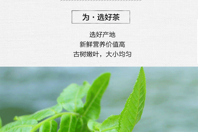 152464636947626059.gif 野生-青錢(qián)柳茶-原葉茶-輔助降糖-100g罐_12.gif